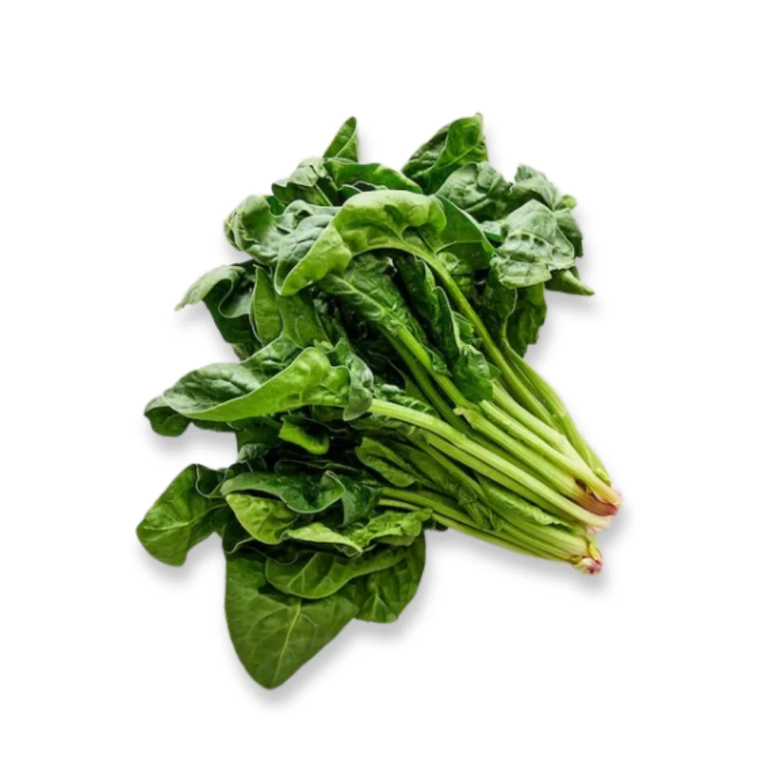 Wurzelspinat, 500 g - Image 2